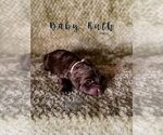 Small Photo #20 Labradoodle Puppy For Sale in ELIZABETH CITY, NC, USA