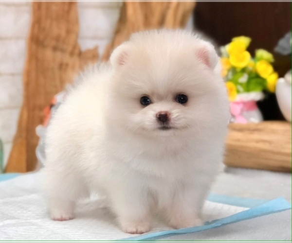 Medium Photo #3 Pomeranian Puppy For Sale in CHICAGO, IL, USA