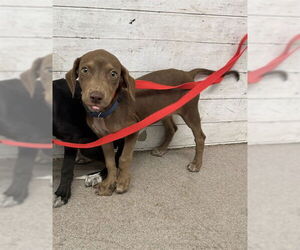 Labrador Retriever-Unknown Mix Dogs for adoption in San Bernardino, CA, USA