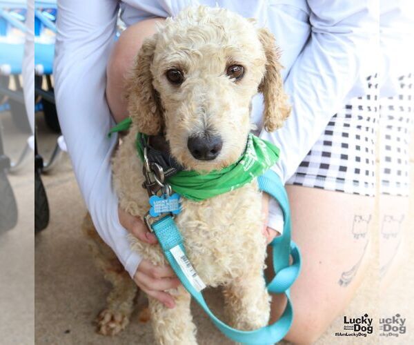 Medium Photo #3 Mutt Puppy For Sale in Washington, DC, USA