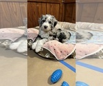 Small Photo #19 Bernedoodle-Sheepadoodle Mix Puppy For Sale in WOODSIDE, NY, USA