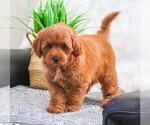 Small Photo #4 Goldendoodle Puppy For Sale in SYRACUSE, IN, USA