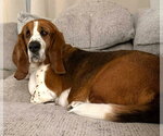 Small #2 Basset Hound