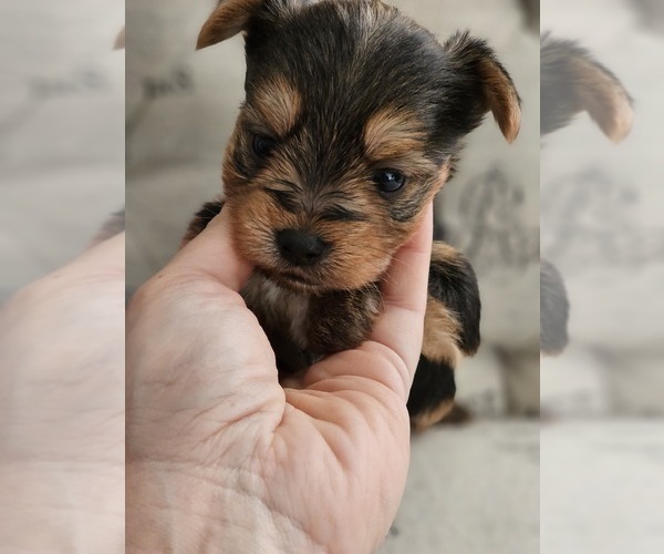 Medium Photo #1 Yorkshire Terrier Puppy For Sale in SALEM, OR, USA