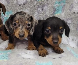 Dachshund Puppy for sale in BRANFORD, FL, USA