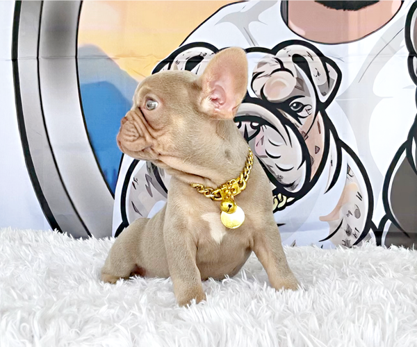 Medium Photo #4 French Bulldog Puppy For Sale in LEHIGH ACRES, FL, USA