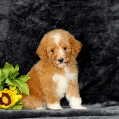 Poodle (Standard) Puppy for sale in GAP, PA, USA