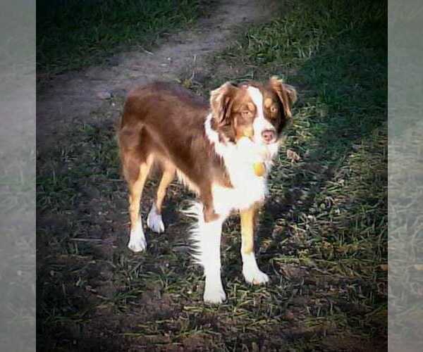 Medium Photo #1 Miniature Australian Shepherd Puppy For Sale in AUSTIN, CO, USA