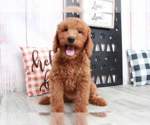 Goldendoodle (Miniature) Puppy for sale in MARIETTA, GA, USA