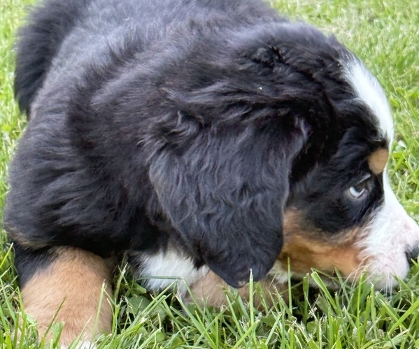 Medium Photo #40 Bernese Mountain Dog Puppy For Sale in SPRINGFIELD, OH, USA