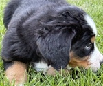 Puppy Duke Bernese Mountain Dog