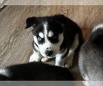 Puppy Lucy Siberian Husky