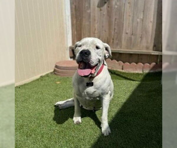 Medium Photo #4 Dogo Argentino Puppy For Sale in Fallbrook, CA, USA