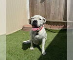 Small #3 Dogo Argentino