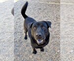 Small Labrador Retriever Mix