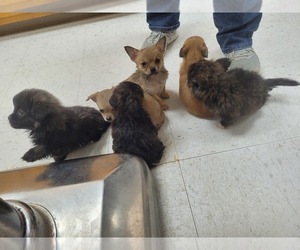 Pomeranian Puppy for sale in GRAND RAPIDS, MN, USA
