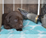 Small Photo #34 Labrador Retriever Puppy For Sale in GREENWOOD, WI, USA