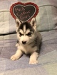 Small Photo #4 Siberian Husky Puppy For Sale in MOORE, SC, USA