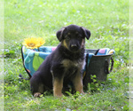 Small Photo #5 German Shepherd Dog Puppy For Sale in GAP, PA, USA