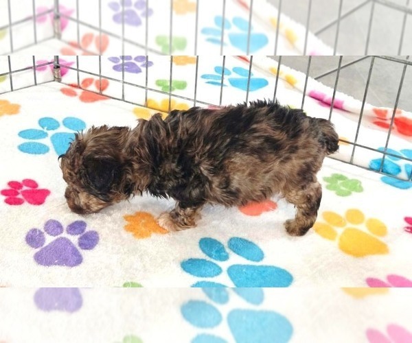 Medium Photo #8 Yorkipoo Puppy For Sale in ORO VALLEY, AZ, USA