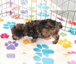 Small #7 Yorkipoo