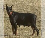 Small Photo #1 Doberman Pinscher Puppy For Sale in MARYSVILLE, IN, USA