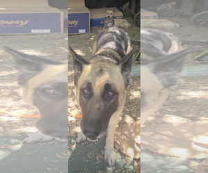 Cher - Female German Shepherd Dog Dog for Adoption - Photo #4