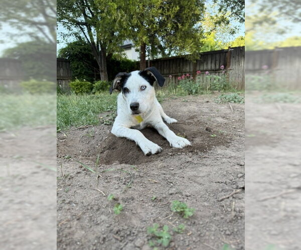 Medium Photo #30 Mutt Puppy For Sale in Sandy, UT, USA
