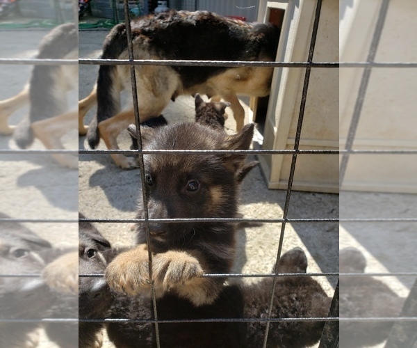 Medium Photo #1 German Shepherd Dog Puppy For Sale in LAUREL, IN, USA