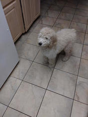 Poodle (Standard) Puppy for sale in UPLAND, CA, USA