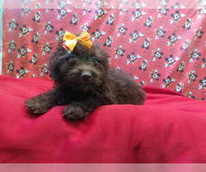 F2 Aussiedoodle Puppy for sale in PATERSON, NJ, USA