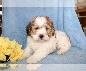 Zuchon Puppy for sale in SHILOH, OH, USA