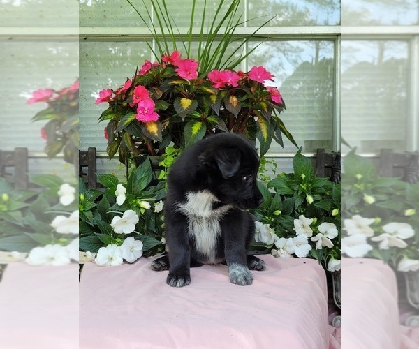 Medium Photo #2 Australian Shepherd Puppy For Sale in ROCKY FACE, GA, USA