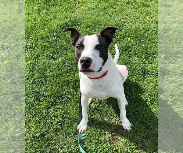 Medium Photo #4 Pointer-Unknown Mix Puppy For Sale in Elmsford, NY, USA