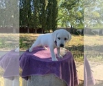 Small Photo #7 Labrador Retriever Puppy For Sale in LIVE OAK, CA, USA
