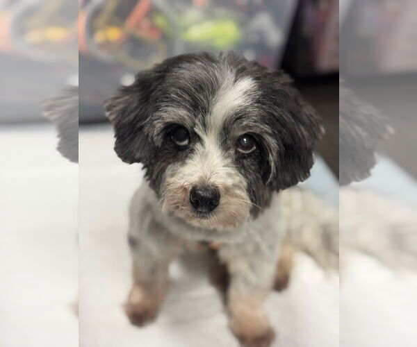 Medium Photo #2 Havanese Puppy For Sale in Mundelein, IL, USA