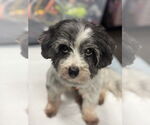 Small #1 Havanese