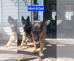 Small #2 German Shepherd Dog