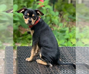 Chug Dogs for adoption in Wakefield, RI, USA