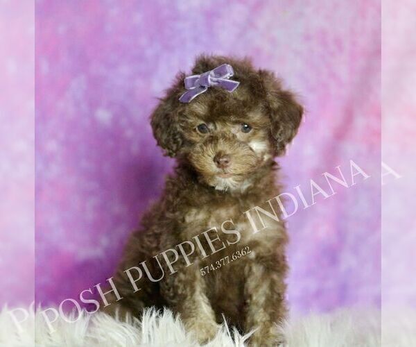 Medium Photo #35 Poodle (Miniature) Puppy For Sale in WARSAW, IN, USA