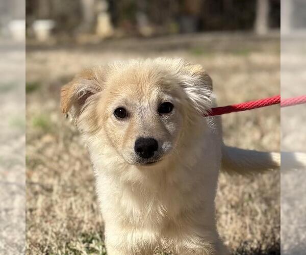 Medium Photo #1 Labrador Retriever-Unknown Mix Puppy For Sale in Yardley, PA, USA
