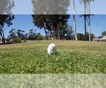 Small Photo #1 Pomeranian Puppy For Sale in FULLERTON, CA, USA