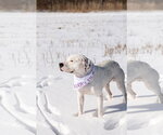 Small #7 Mutt