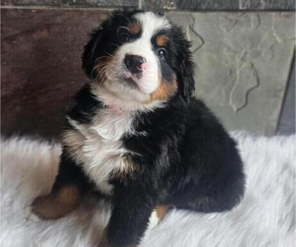 Medium Photo #3 Bernese Mountain Dog Puppy For Sale in SAINT MARIES, ID, USA