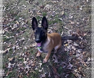 Belgian Malinois Puppy for sale in ALABASTER, AL, USA