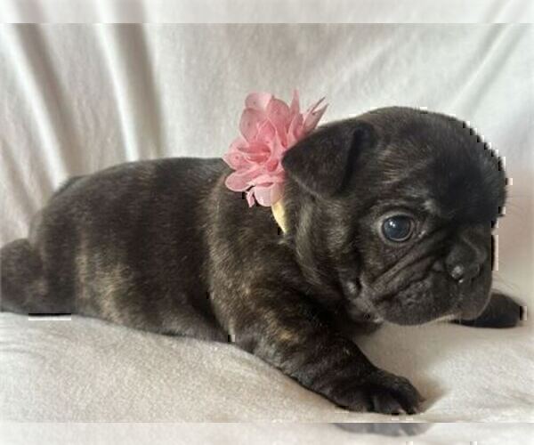 Medium Photo #23 French Bulldog Puppy For Sale in BOCA RATON, FL, USA