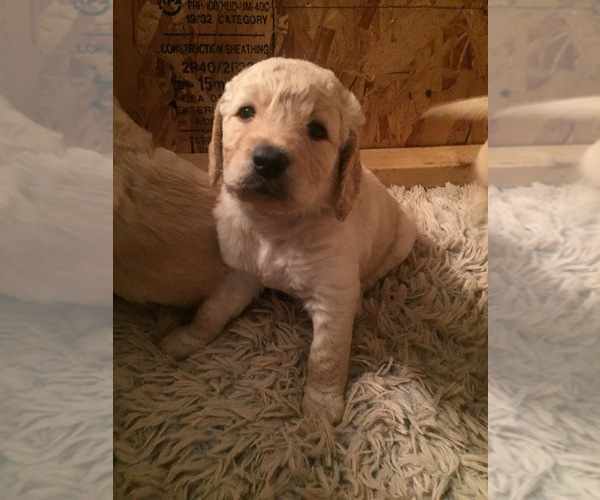 Medium Photo #13 Goldendoodle Puppy For Sale in STILLMAN VALLEY, IL, USA