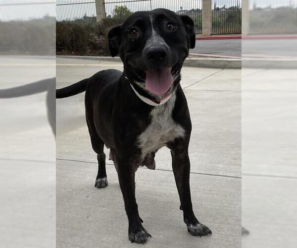 Medium Photo #3 American Pit Bull Terrier-Unknown Mix Puppy For Sale in Riverside, CA, USA