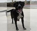 Small #2 American Pit Bull Terrier Mix