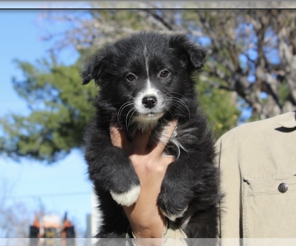 Medium Photo #4 Australian Shepherd Puppy For Sale in ACTON, CA, USA